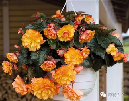 NO14 球根海棠 NO14 球根海棠