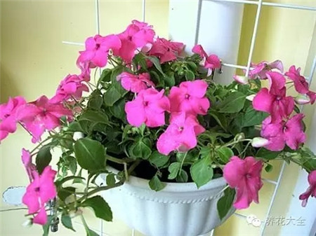 NO15 非洲凤仙 NO15 非洲凤仙