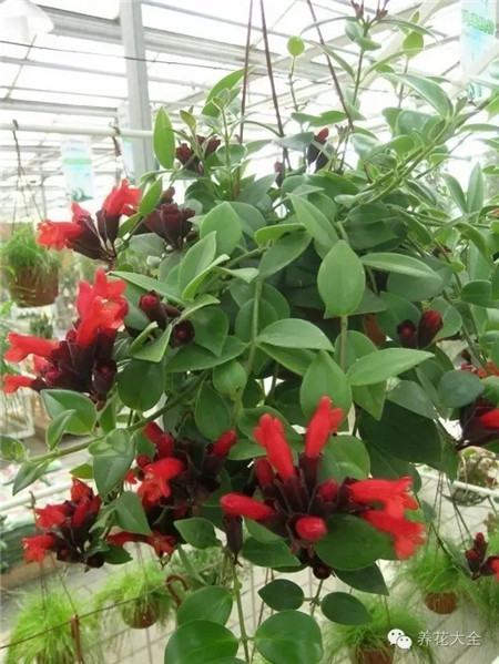 NO16 口红吊兰 NO16 口红吊兰