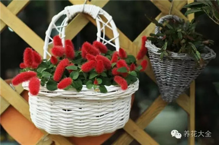 NO17 狗尾红 NO17 狗尾红