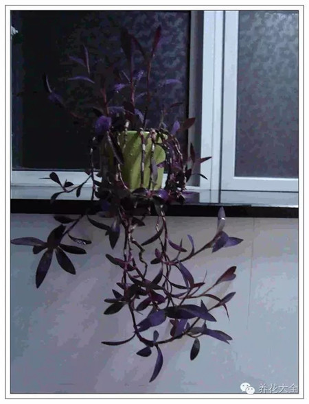 NO18 紫竹梅 NO18 紫竹梅