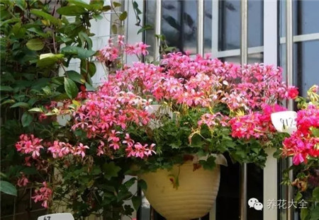 NO19 天竺葵 NO19 天竺葵