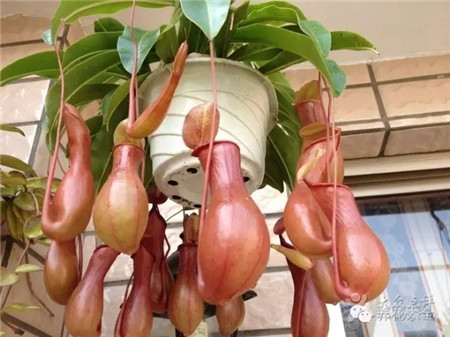 NO20 猪笼草 NO20 猪笼草