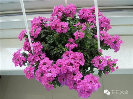 NO22 美女樱 NO22 美女樱