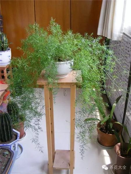 NO23 天门冬 NO23 天门冬