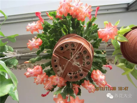 NO24 蟹爪兰 NO24 蟹爪兰