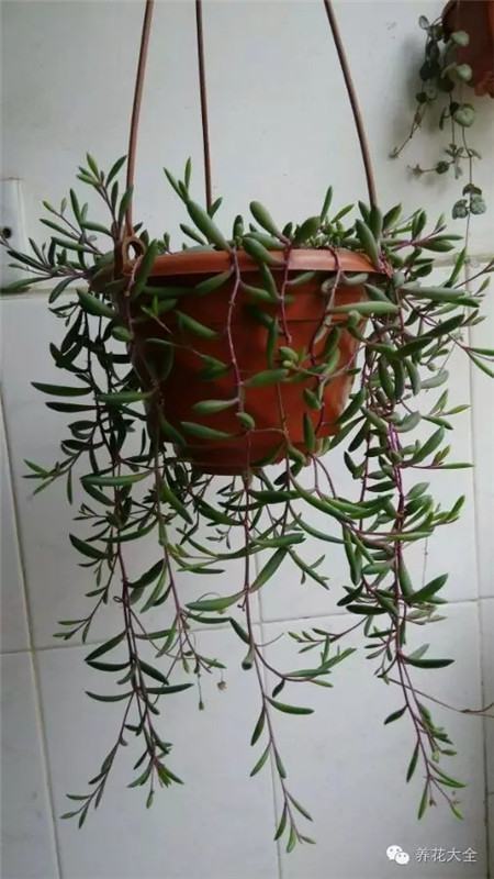 NO25 紫玄月 NO25 紫玄月