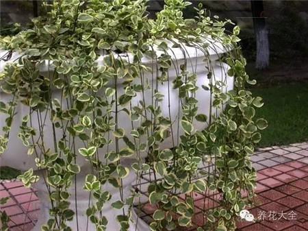 NO21 蔓长春花 NO21 蔓长春花