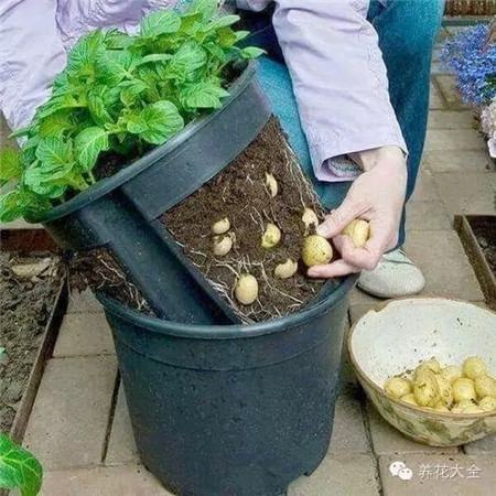 同一个盆栽里,可以同时种多样蔬菜吗? 同一个盆栽里,可以同时种多样蔬菜吗?