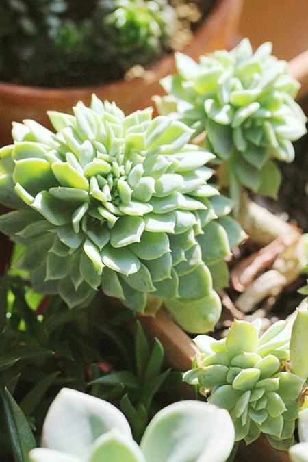 千羽鹤的养殖殖方法和注意事项