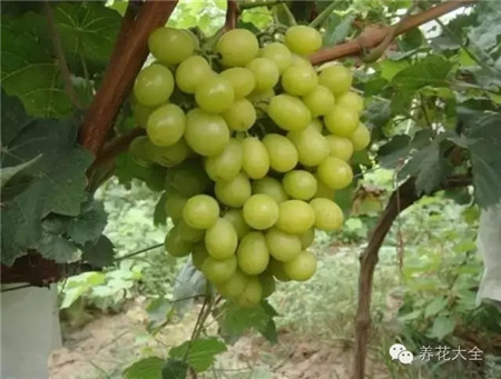 阳光玫瑰 阳光玫瑰