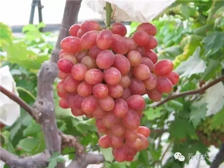 巨玫瑰 巨玫瑰