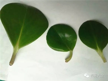 切口先风干再扦插