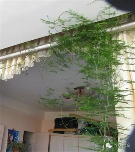 文竹 文竹