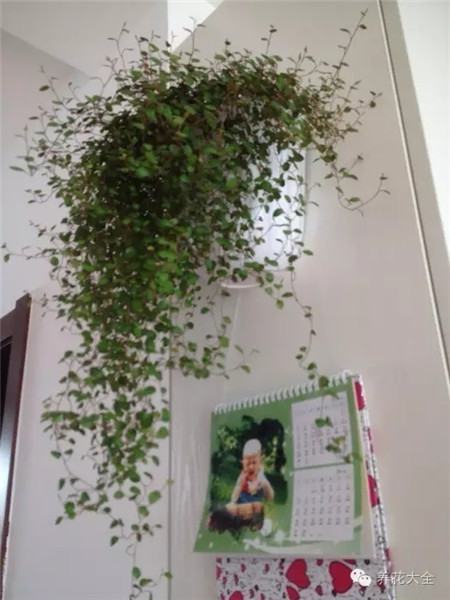 千叶吊兰 千叶吊兰