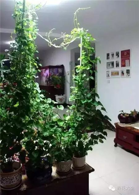 红薯 红薯