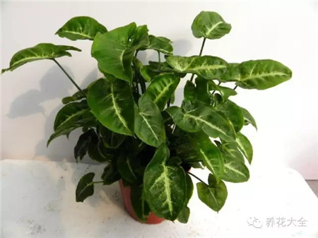 合果芋 合果芋
