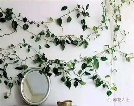 绿萝 绿萝