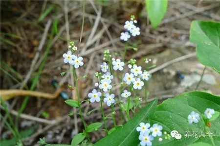 钝萼附地菜 钝萼附地菜