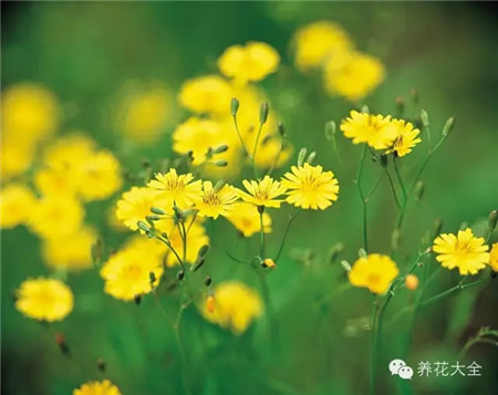 苦菜 苦菜
