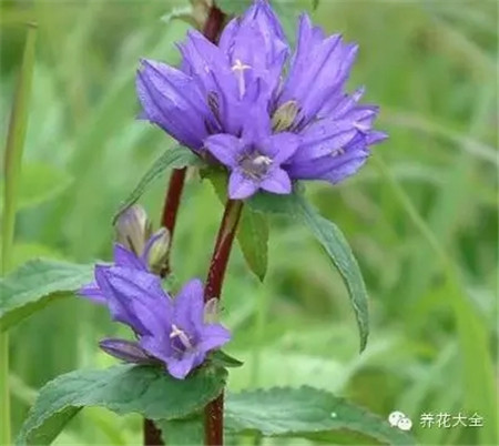 龙胆草 龙胆草
