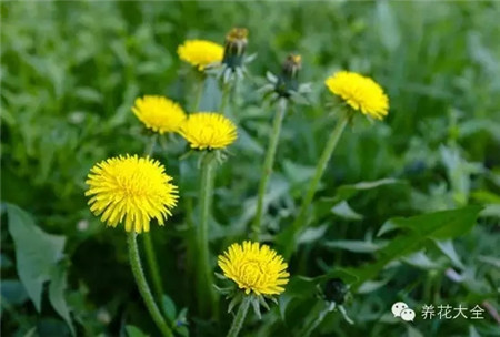 蒲公英 蒲公英