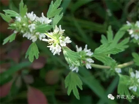 夏至草 夏至草