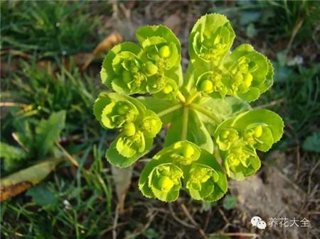 泽漆 泽漆