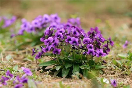 紫花地丁 紫花地丁