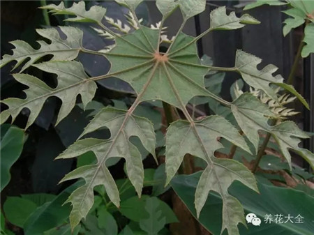 刺痛草 刺痛草