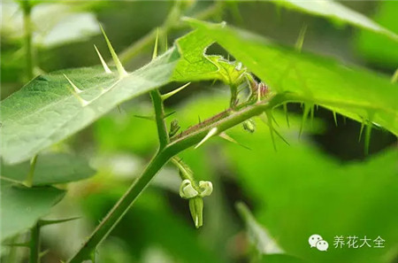 两面针 两面针
