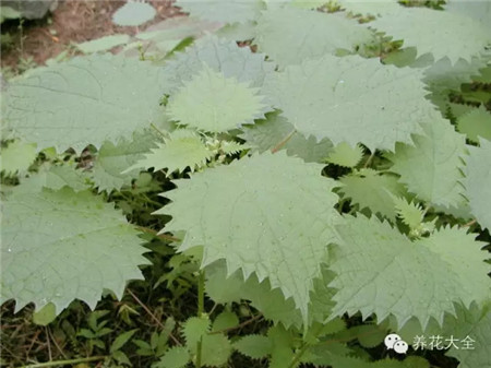 大蝎子草 大蝎子草