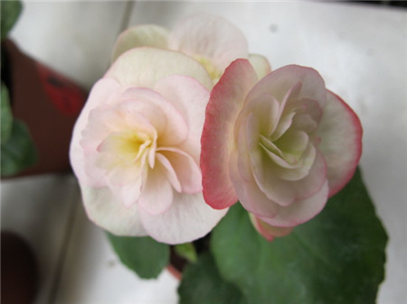 丽格海棠什么时候开花
