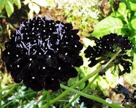黑色紫盆花 黑色紫盆花