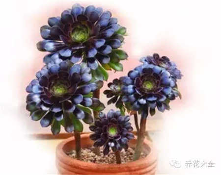 黑法师 黑法师
