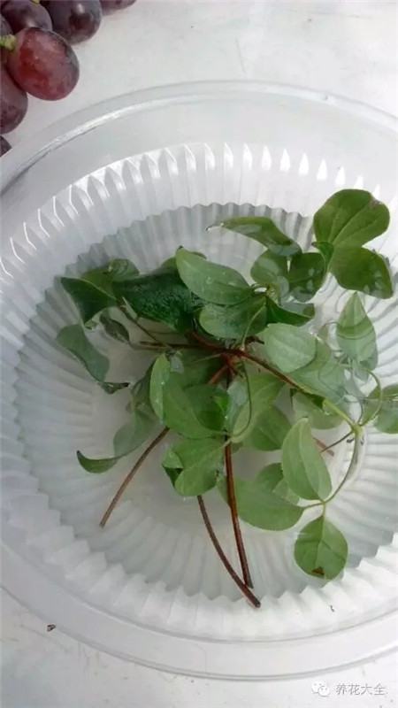 植株消毒 植株消毒