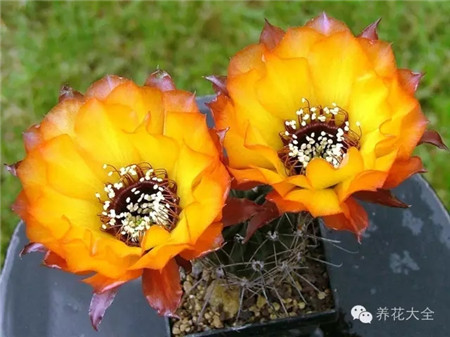 火热炉(Glutofen) 火热炉(Glutofen)