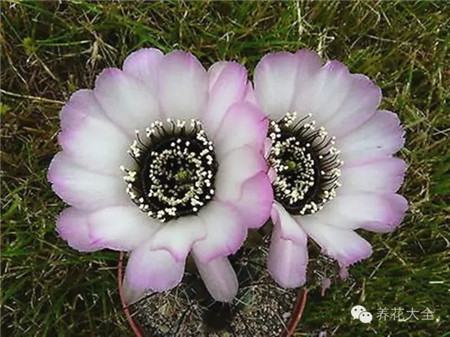 jajoiana Anemone jajoiana Anemone