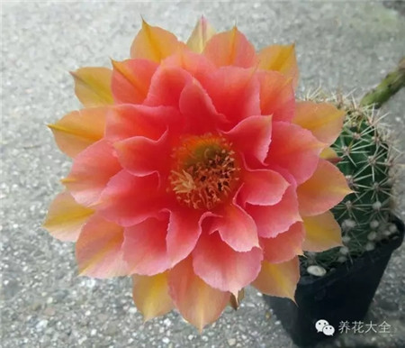 甜桃(Sweet Peach) 甜桃(Sweet Peach)