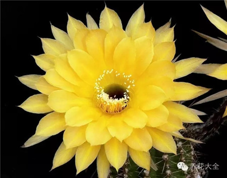 春日阳光(Frühlingssonne) 春日阳光(Frühlingssonne)