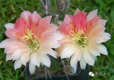 国王的花(King of Flower) 国王的花(King of Flower)