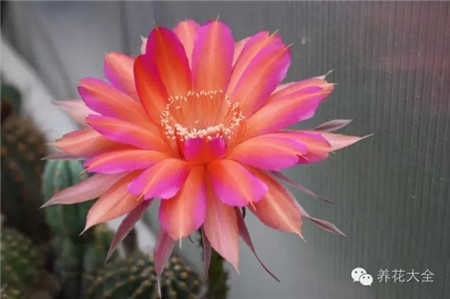 石楠烟火(Heidefeuer) 石楠烟火(Heidefeuer)