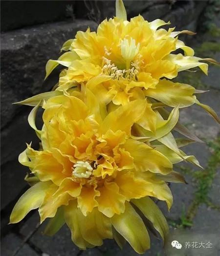 帕帕吉娜(Papagena) 帕帕吉娜(Papagena)