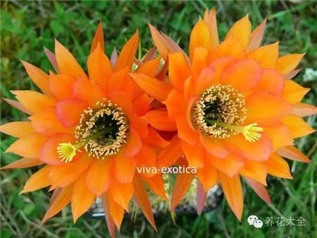 亚马逊(Amazonas) 亚马逊(Amazonas)