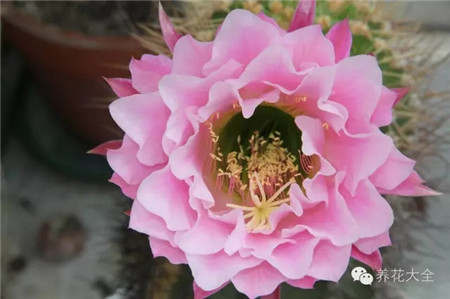 格莱瑟的衬裙(Gräsers Pettycoat) 格莱瑟的衬裙(Gräsers Pettycoat)
