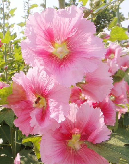 粉色蜀葵 粉色蜀葵