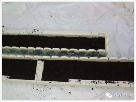 100%回头率的阳台花园,自己动手做一个