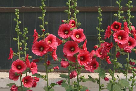 红色蜀葵 红色蜀葵