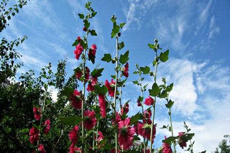 蜀葵花 蜀葵花