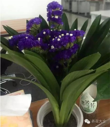 花友的“相思兰” 花友的“相思兰”